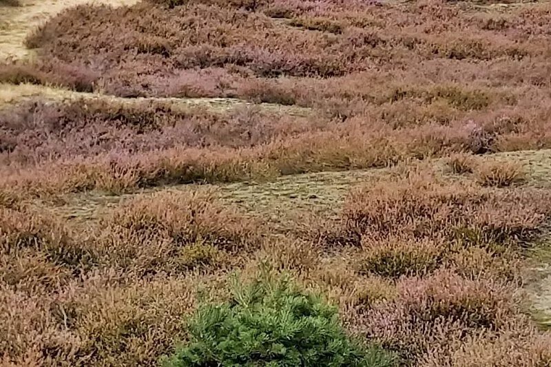 Holiday Ferienhof Jameln Lüneburg Heath in the heart of the Wendland