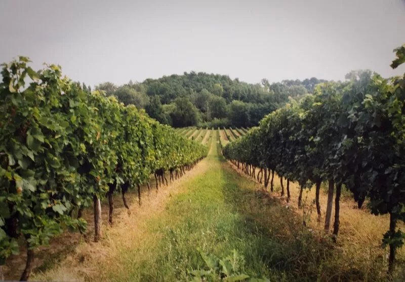 Cottage between Bordeaux and St Emilion with Magnificent Park, surrounded by