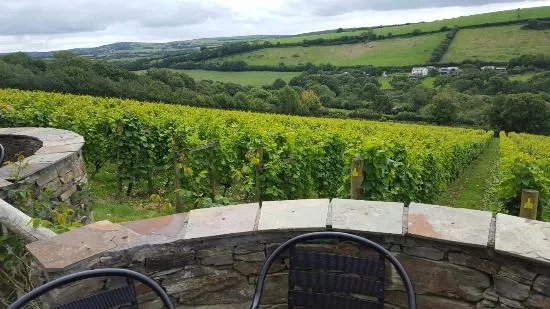 Camel Valley Vineyard