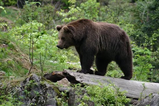 Slovak Wildlife Society