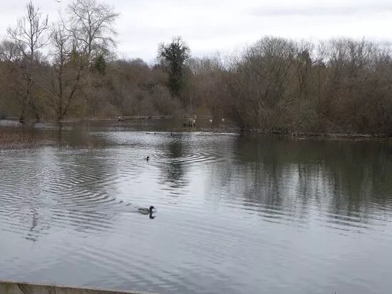 Bishops Waltham North Pond