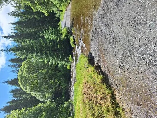 Hafren Forest