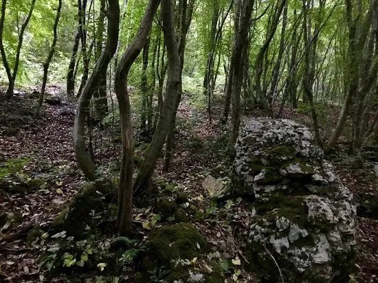 Bosco delle Pianelle Natural Reserve