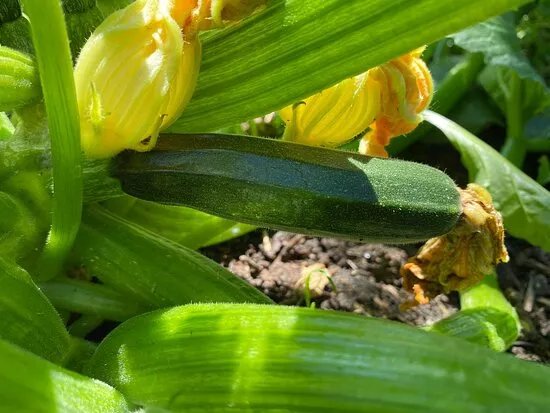 Aldermoor Community Farm