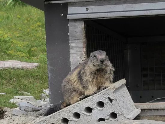 Marmot's Paradise