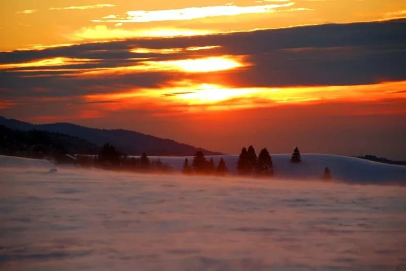 Family vacation, Black Forest, Black Forest, Schauinsland, Internet, animals
