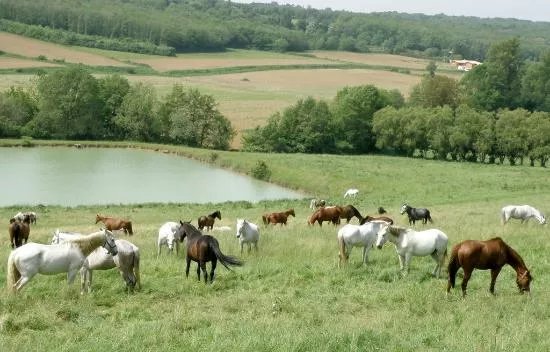 Haras de Fleyres
