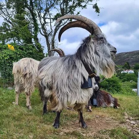 Old Irish Goat Centre
