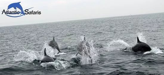 Atlantic Safaris