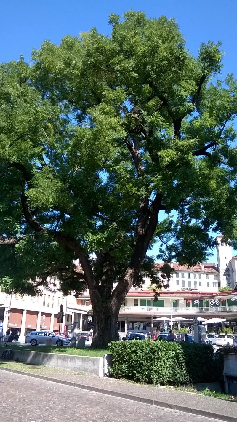 Sophora Japonica