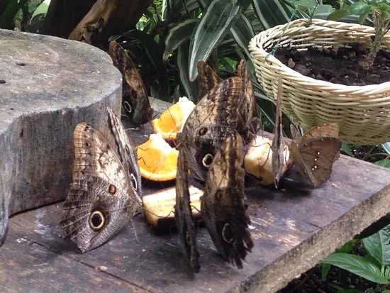 Collodi Butterfly House