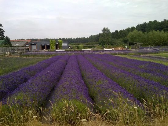 Wolds Way Lavender