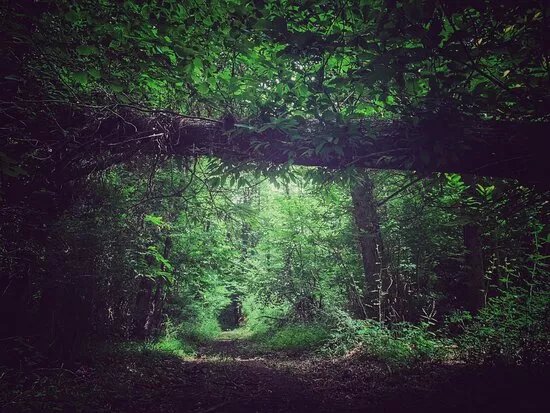 Terapia Forestale Fiuggi