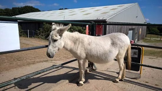 Tamar Valley Donkey Park