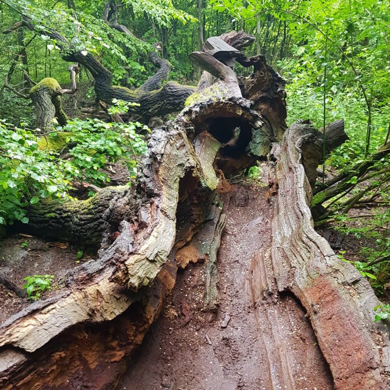 WaldResort - At the Hainich National Park
