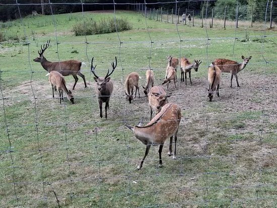 Naturpark Und Wildgehege