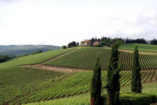 Winery Tour in Tuscany