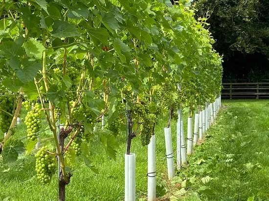 Larkhill Vineyard