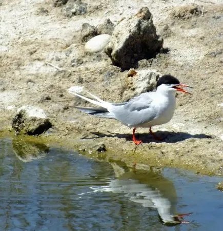 Valencia Birding Birdwatching Tours