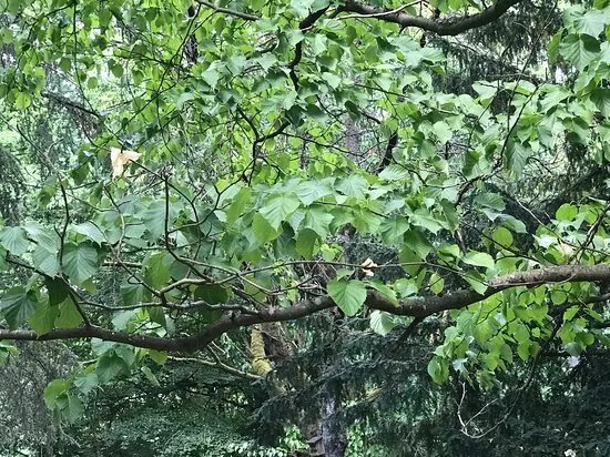Buddenberg Arboretum