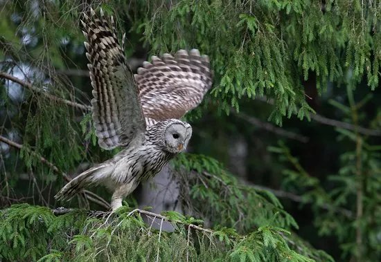 Estonian Wildlife Tours