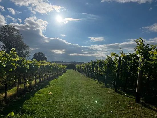 New Lodge Vineyard