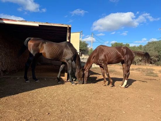 Trebaluger Equine Rescue Centre