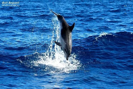 Ocean Tours Tenerife