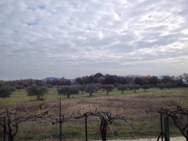 Azienda Agricola Gubbioni