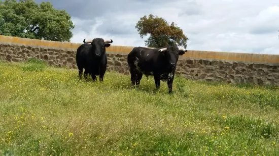 Ganaderia Los Millares