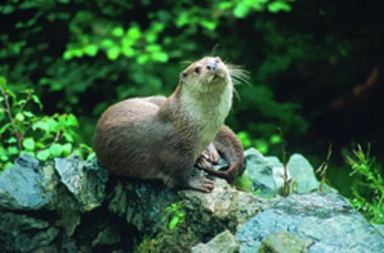 Otter-Zentrum Hankensbuttel