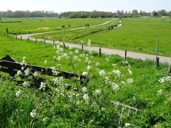 Middelpolder