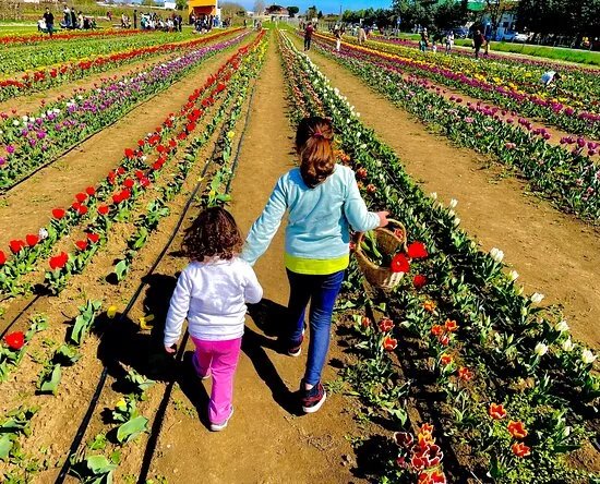 Tulipandia