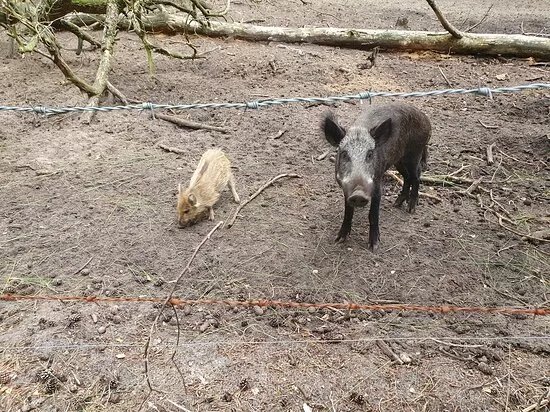Wild-En Wandel Park