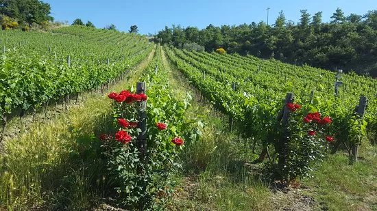 La Casa Di Bricciano - Organic Winery