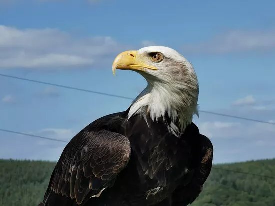 Falconry Experience Wales