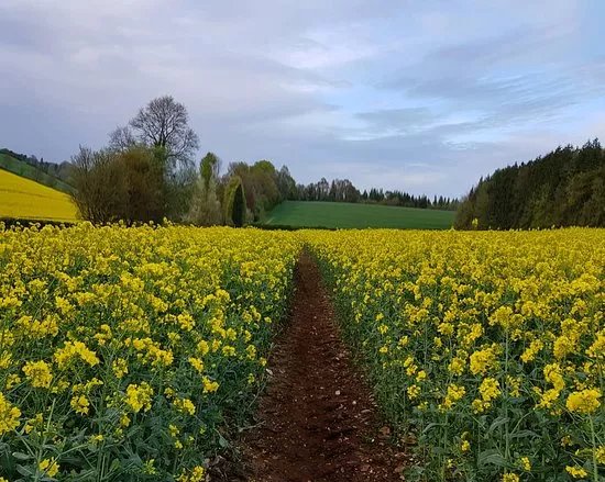 Meon Trail