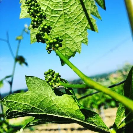 Turay Family Winery