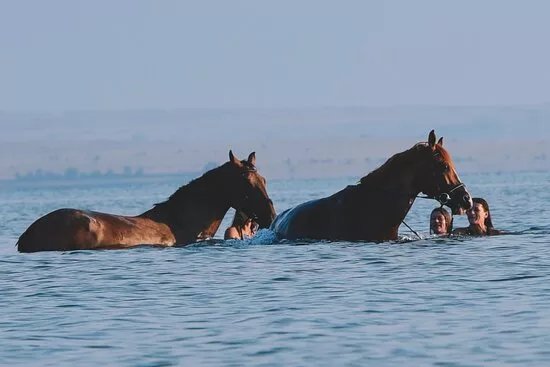 Horseback Riding Zadar- Konjicki klub Zadar