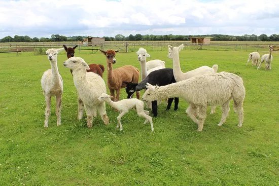 Cary Alpacas