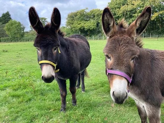 Snowdonia Donkey Sanctuary
