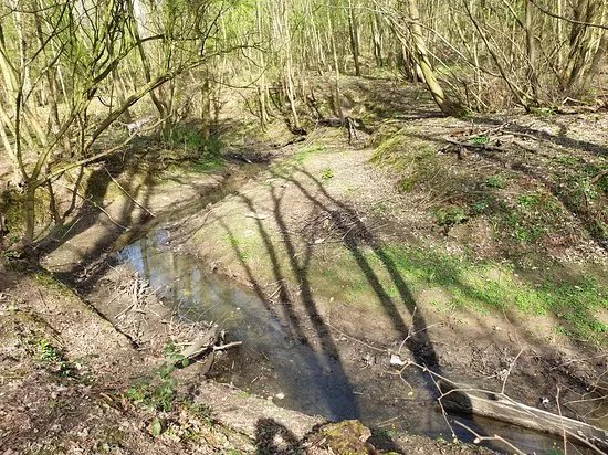 Thornaby Wood
