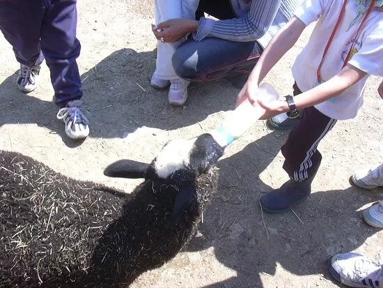 Ferme Pedagogique de Bouxwiller