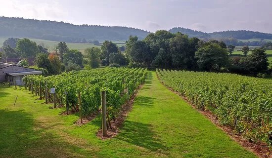 Coddington Vineyard