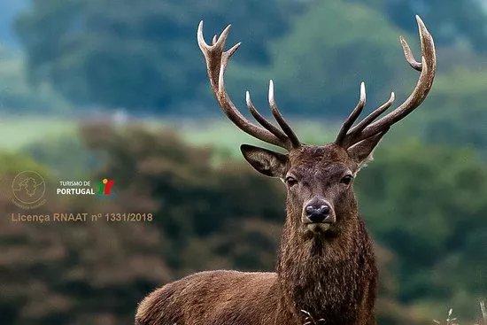 Veado Verde / Green Deer