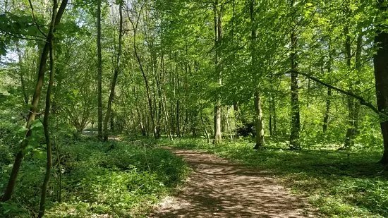 Sonian Forest