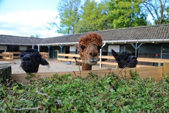 Zonneveld Alpaca's