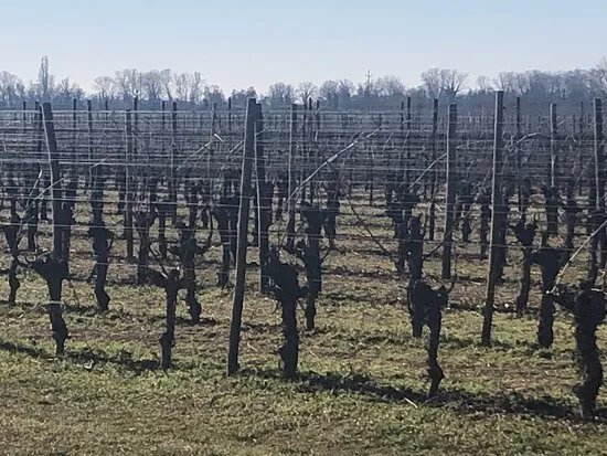 Cantina di Sacile e Fontanafredda s.c.a