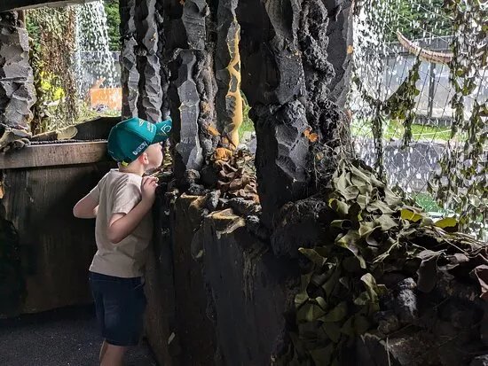 Jurassic Jungle
