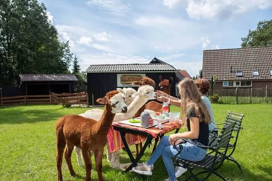 Alpaca Enzo